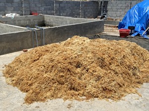 สาหร่ายทะเล Eucheuma Cottonii แห้งมาตรฐานการส่งออกสูงจากเวียดนามปี 2024 - ปลิงซีแซมส์จากแหล่งธรรมชาติระดับพรีเมียมจากมหาสมุทร - Product Image 5