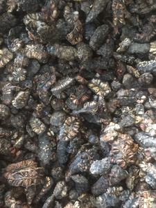 ผลไม้ noni แห้งไม่ใช้สารเคมีชาผลไม้โนนิแห้ง Morinda citrifolia ที่มาจากผลไม้ในเวียดนาม - Product Image 3