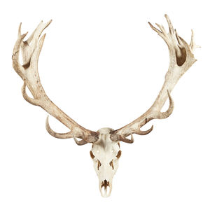 Bois de cerf rouge de haute qualité en gros - Product Image 2