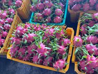 Drakenvrucht Vietnam Tropisch Vers Hoge Premium Kwaliteit TECHMIFOOD Merk 60 Dagen Houdbaarheid Redelijke Prijs Export Standaard