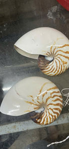 Material decorativo de concha de mar Natural, decoración del hogar, arte artesanal, suministro coleccionable de Vietnam - Product Image 6