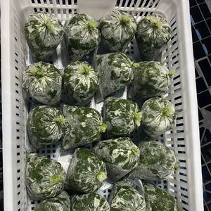 ใบมันสำปะหลังแช่แข็งใบ Iqf ธรรมชาติสำหรับตลาดส่งออกและทำอาหารผู้จัดจำหน่ายจากเวียดนามจำนวนมาก - Product Image 1