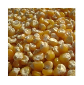 Maïs jaune pour l'alimentation animale/maïs jaune pour pop-corn - Product Image 2