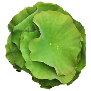 Envoltorio de Hoja de Loto Fresca para Alimentos, Venta al por Mayor Directa del Fabricante Certificado de Vietnam - Product Image 4