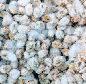 เมล็ดฝ้ายเกรดพรีเมี่ยมจาก semilla de algodon organico ขายส่งและขายปลีกเมล็ดฝ้ายแห้ง - Product Image 2