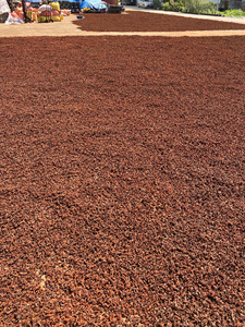 Anís Estrellado Seco de Vietnam en Oferta, Anís Natural de Fábrica, Suministro al por Mayor para Exportación - Product Image 5