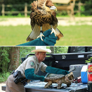 Autres produits : Gants de sécurité pour le contrôle des animaux, gants de manipulation, paire de gants en cuir de vachette, gants de soudure, travail, OEM - Product Image 5