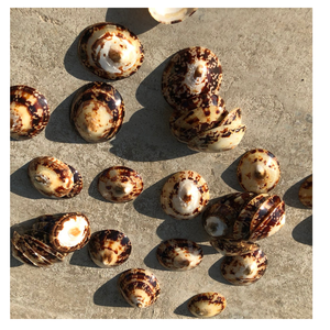 COQUILLES DE LIMPETTE VIETNAM ENTIÈRES NETTOYÉES POUR BIJOUX DE BRICOLAGE, PROJETS D'ART, DÉCORATION À LA MAISON - Product Image 1