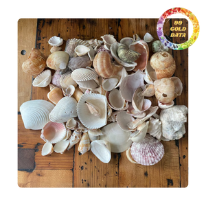 Natural Assorted Seashell Mix For DIY Item | Wholesale Coastal and Beach Decor | Viet Nam origin - Product Image 1