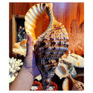 Trompeta Seashell: Concha natural de la reina de Vietnam, ideal para una decoración elegante del hogar y piezas de exhibición fáciles de usar - Product Image 4