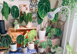 ไฟปลูกต้นไม้ LED 20W แบบเต็มสเปกตรัมสำหรับปลูกพืช - Product Image 5