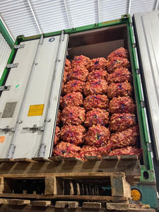 Jengibre Fresco de Vietnam, Exportador Agrícola de Confianza que Ofrece Entrega de Contenedores a Granel para Compradores Extranjeros - Product Image 2