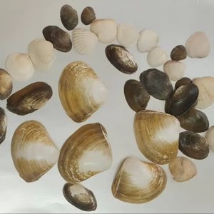 เปลือกหอยสังข์ธรรมชาติขายส่ง รูปทรงยูนิคอร์น สำหรับตกแต่งตู้ปลา ตกแต่งบ้าน มีหลายขนาด วัสดุสำหรับงานฝีมือ - Product Image 1
