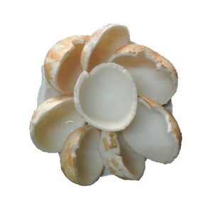 Morceaux de noix de coco congelés de qualité supérieure Noix de coco congelée du Vietnam pelée et tranchée pour une utilisation culinaire et alimentaire - Product Image 4
