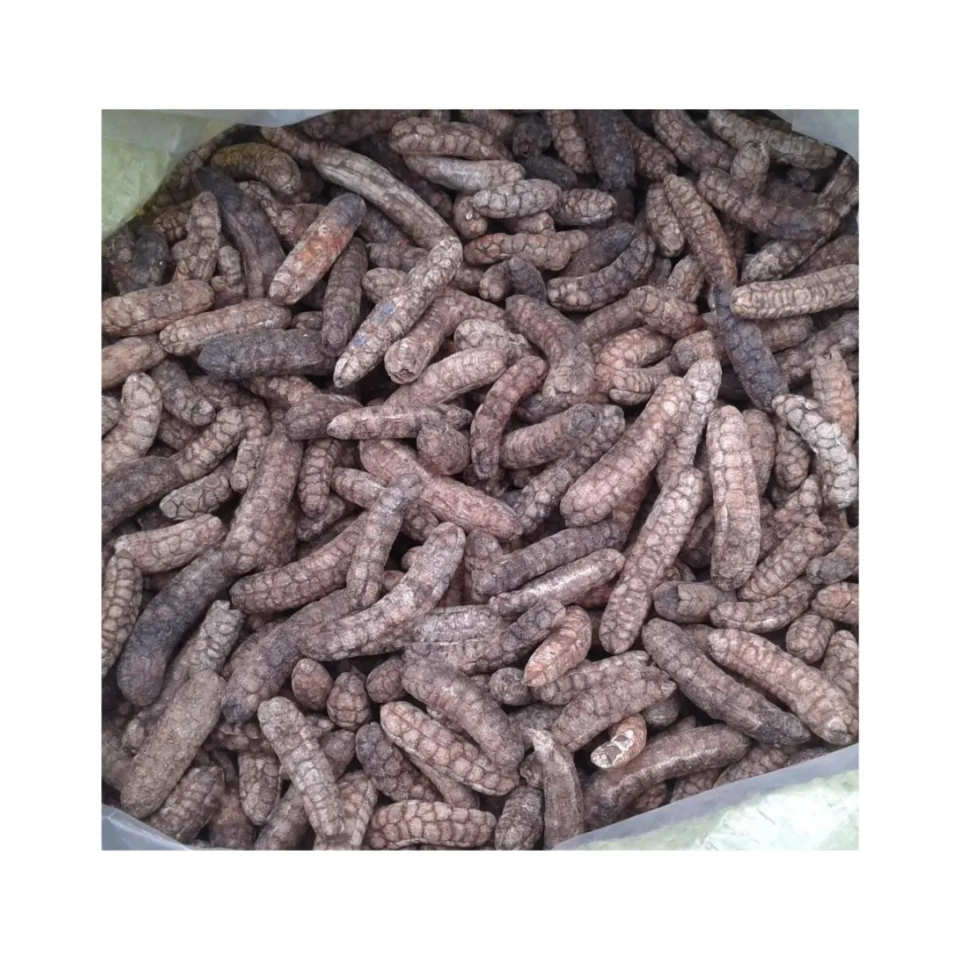 Semillas de plátano seco Jungle Pip/Semillas de plátano salvaje seco de bosque natural que crece al mejor precio