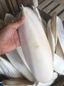Oferta Especial: Calamar y Hueso de Sepia Orgánicos Secos 100% Naturales, Golosinas para Loros, OEM/ODM en Vietnam - Product Image 2