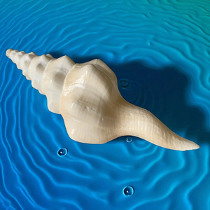 Concha decorativa Concha Husillo grande Concha Marina Limpiada Decoración del océano Artículo de regalo de la fábrica de Vietnam - Product Image 1