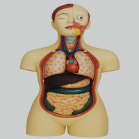 Modelos Médicos MAYALAB, Modelo de Anatomía de Torso Humano de Medio Cuerpo, Órganos Removibles/Desmontables, Codificación Anatómica por Colores, Masculino y Femenino