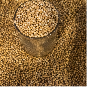 Graines de coriandre biologiques fraîches de qualité supérieure pour le soutien de l'immunité, produits nutritionnels, approvisionnement mondial disponible - Product Image 5