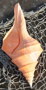 Concha de Caracol grande de Vietnam Premium, Material Natural pulido para acuarios, artesanías, oferta internacional al por mayor - Product Image 6