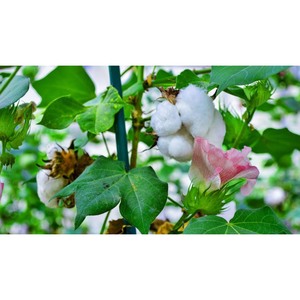 100% ผ้าฝ้ายธรรมชาติธรรมชาติ Gossypium arboreum วัสดุฟอกขาวเป็นมิตรกับสิ่งแวดล้อมป้องกันแบคทีเรียสำหรับทำตุ๊กตาหมี - Product Image 6