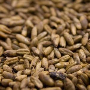 Directement des Agriculteurs : Grains de Rye Biologiques Frais de la Saison, Séchés avec Soin, Fournisseur Offrant un Service de Meunerie pour Usage Alimentaire - Product Image 1