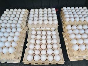 Œufs de poule frais naturels de qualité supérieure en gros, jaunes d'œufs riches en protéines, qualité alimentaire, service OEM en vrac à vendre - Product Image 1