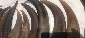 Good Quality Customized for Sale in Bulk <b>Buffalo</b> <b>Horn</b> and <b>Horn</b> Tip/OX Natural Quality OX and <b>Buffalo</b> <b>Horn</b> Tip for Sale at Price - Product Image 3