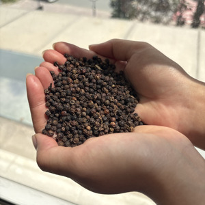 Poivre noir vietnamien en grains 1MM 1.5MM 2MM, traitement brut, AD 50kg/sac, 13.5% LINDA WS +84393250278 Pimienta muy pequena - Product Image 3