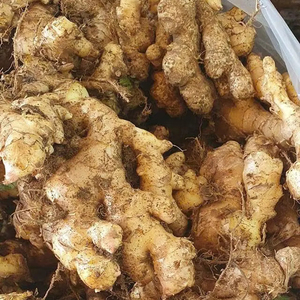 Bulk <b>fresh</b> <b>ginger</b> from Vietnam Vietnamese agricultural products supplier Bao Tram Anh Company - Product Image 4