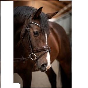 Fabricant de bride en cuir de cheval de haute qualité Fabricant Prix bon marché Bride en cuir de cheval de bonne qualité Vente en gros - Product Image 4