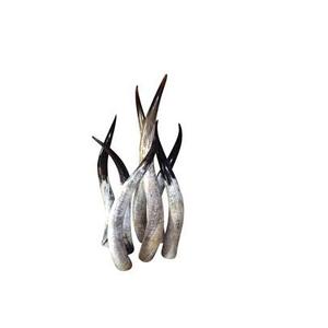 High Quality <b>Buffalo</b> Pair <b>Horn</b> Customized Size with Shiny Polished <b>Buffalo</b> <b>Horn</b> Pair for Decorative Piece at Best Price - Product Image 1