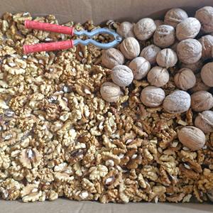 Nuevos Granos de Nuez Pelados Secos Crudos de la Mejor Calidad, Calidad de Exportación, Suministro a Granel, Cultivo Nuevo - Ms. Tarina - Product Image 1