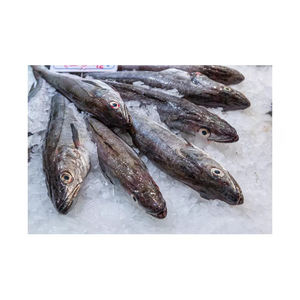 Caballa fresca, pescado entero del océano, marisco refrigerado de alta calidad - Product Image 2