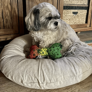 ของเล่นสุนัขรูปกระดูก PAW:20 Stoned to da Bone น่ารัก ตุ๊กตาใบกัญชา ลายใบกัญชา มีเสียงบีบ ขนาด 8 นิ้ว - Product Image 5