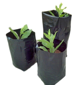 Bolsas de Vivero de PE Negras de Alta Calidad para Plantación Temporal, Suministradas por Fabricante Vietnamita - Product Image 6