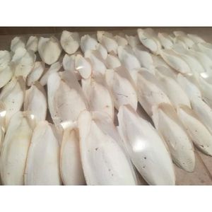 Os de seiche séché disponible pour l'alimentation des oiseaux en vrac - Product Image 2