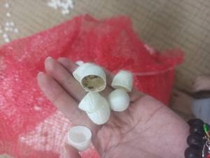 ผ้าไหมธรรมชาติบริสุทธิ์รังไหมเวียดนามเกรดสูงทำความสะอาดผิวหน้าสั่งซื้อจำนวนมาก - Product Image 2