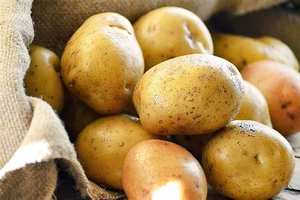 Patatas Frescas Amarillo Dorado de Alta Calidad, Variedad Holandesa, Marca Agrícola, 100/200/300g - Product Image 4