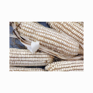 Maíz de maíz blanco de la mejor calidad para alimentación animal - Product Image 2
