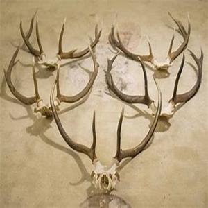 Fournisseur de bois de cerf à prix de gros - Product Image 1