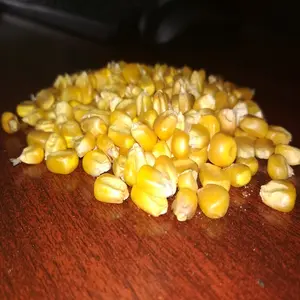 Gele Maïs Voor Pluimveevoer