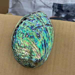 Vietnam Origin <b>Abalone</b> <b>Shell</b> Paua Ormer For Jewelry Making Craft And Decor Use - Product Image 1