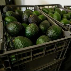 Avocat de haute qualité 100% frais - Fruit tropical de forme poire, chair jaune-verte, prix compétitif, ferme du Vietnam pour la vente en gros - Product Image 5