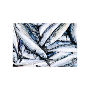 ปลาแมคเคอเรลแช่แข็งแบบพรีเมี่ยม, ปลาแมคเคอเรลไขมันต่ำรสชาติเข้มข้นและเนื้อแน่นอเนกประสงค์สำหรับหลายสูตร - Product Image 4