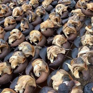 Venta al por mayor de caracoles secos de África limpiados y envasados al vacío