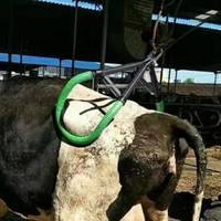 Dispositif de levage pour vaches et bovins, instruments vétérinaires durables pour le bétail, fabricant et grossiste, palan pour bovins Vink Hip 800 - 1000