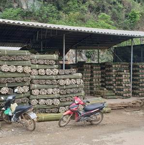 Bastón de bambú de origen natural al mejor precio de Vietnam-Cerca de bambú barata con buena calidad lista para enviar - Product Image 5