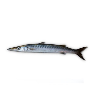 Poisson Barracuda frais congelé à bas prix - Product Image 1