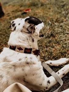 ปลอกคอสุนัขหนังโปโลคุณภาพพิเศษระดับพรีเมียมของ Divine ทำมือหลากสีสไตล์หรูหราทนทานปรับแต่งได้ - Product Image 3